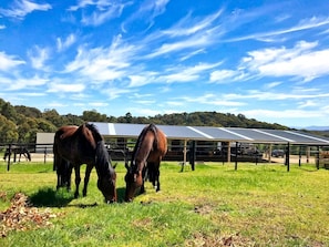 A stable with horses grazing, surrounded by a fenced area and solar panels in the background.
