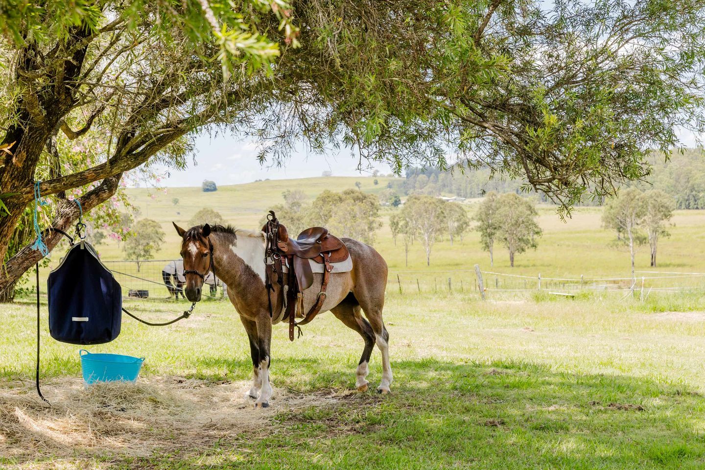 A horse with a saddle under a tree, a blue bucket, and a fence in a grassy field.