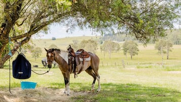 A horse with a saddle under a tree, a blue bucket, and a fence in a grassy field.