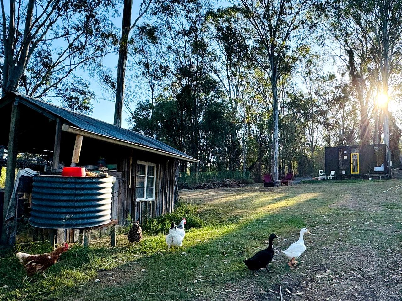 Un granero rústico con un depósito de agua metálico, rodeado por un césped con gallinas y patos.