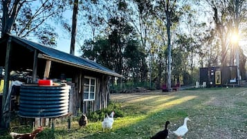 Un granero rústico con un depósito de agua metálico, rodeado por un césped con gallinas y patos.