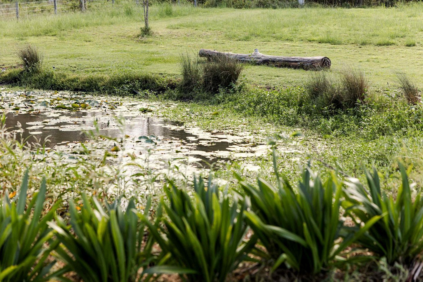 A natural landscape with a pond, grassy field, and a fallen tree.