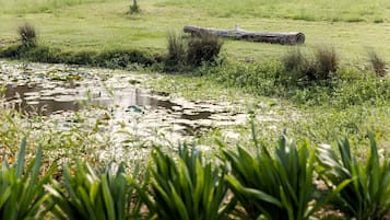 A natural landscape with a pond, grassy field, and a fallen tree.