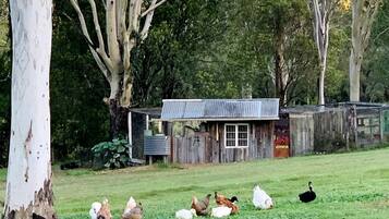A rural setting with a small wooden structure, possibly a shed, surrounded by a grassy area with trees and a few chickens and an ostrich.