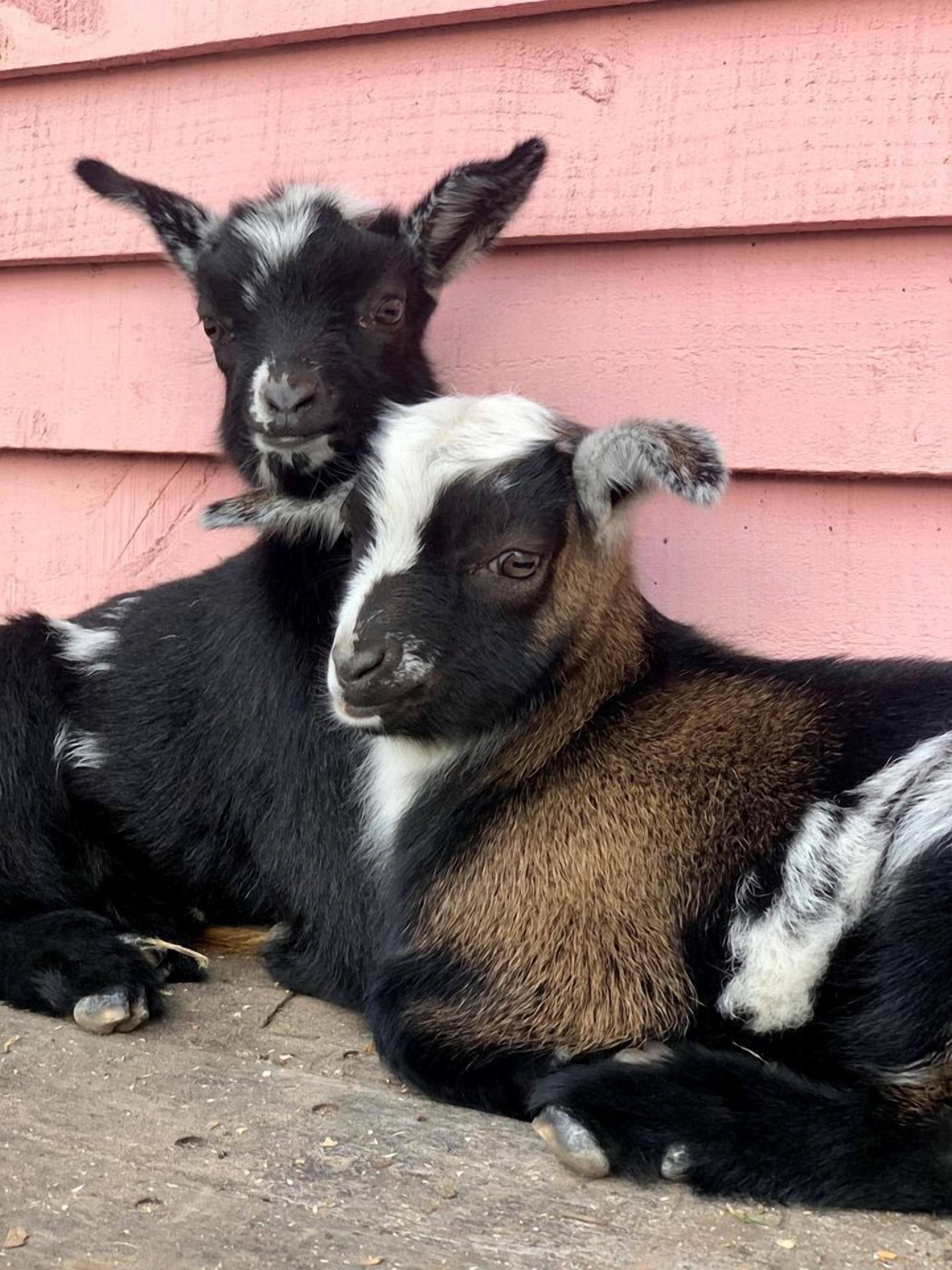 Two goats resting against a pink building.