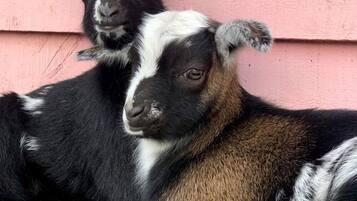 Two goats resting against a pink building.