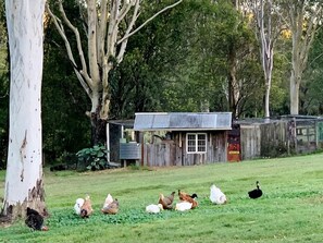 A rural setting with a small wooden structure, possibly a shed, surrounded by a grassy area with trees and a few chickens and an ostrich.
