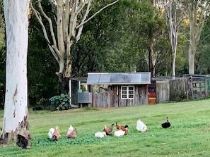 Un paysage rural avec une petite construction en bois, peut-être un abri de jardin, entourée d’une zone herbeuse avec des arbres, quelques poules et une autruche.