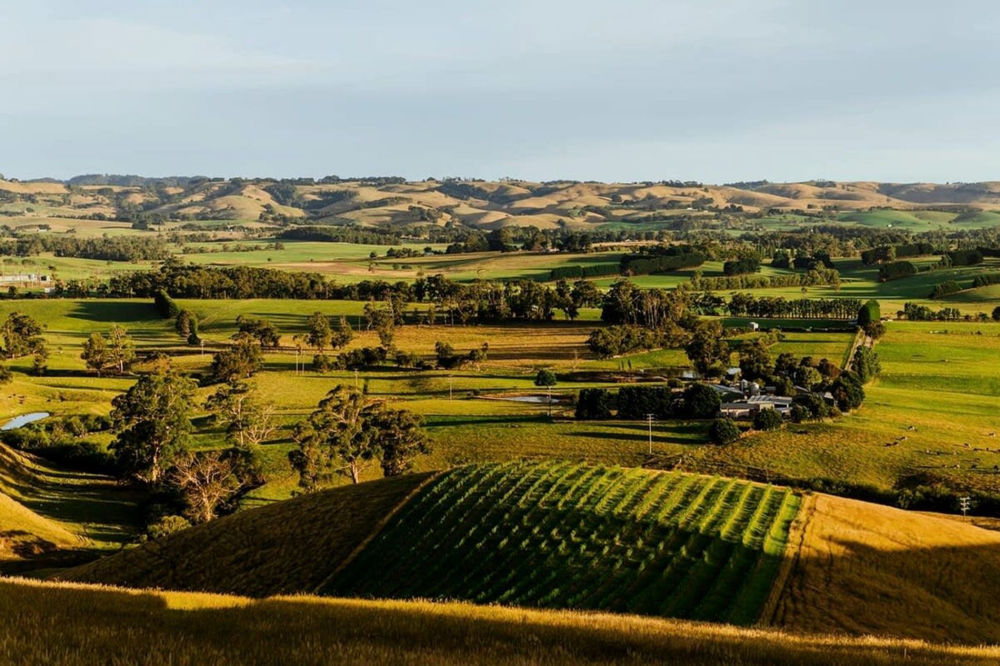 Paesaggio rurale con dolci colline, campi e alberi sparsi.