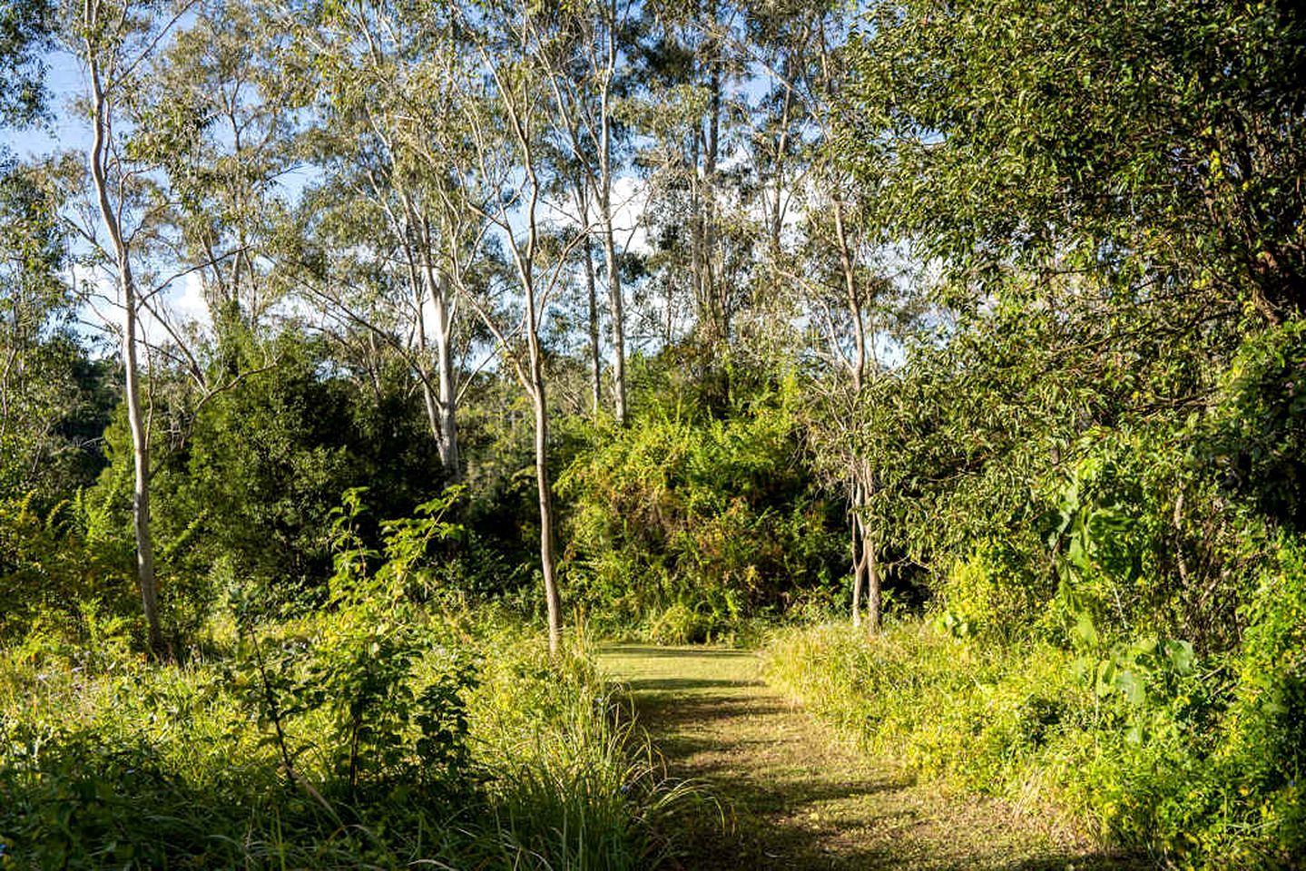 Un área boscosa con un sendero de tierra que atraviesa una vegetación densa.