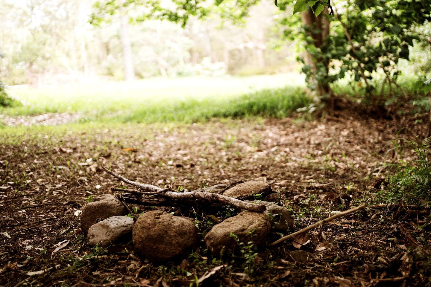 Un décor naturel en plein air, avec un sol recouvert de terre et de petites plantes, une branche d’arbre tombée et une grande formation rocheuse.