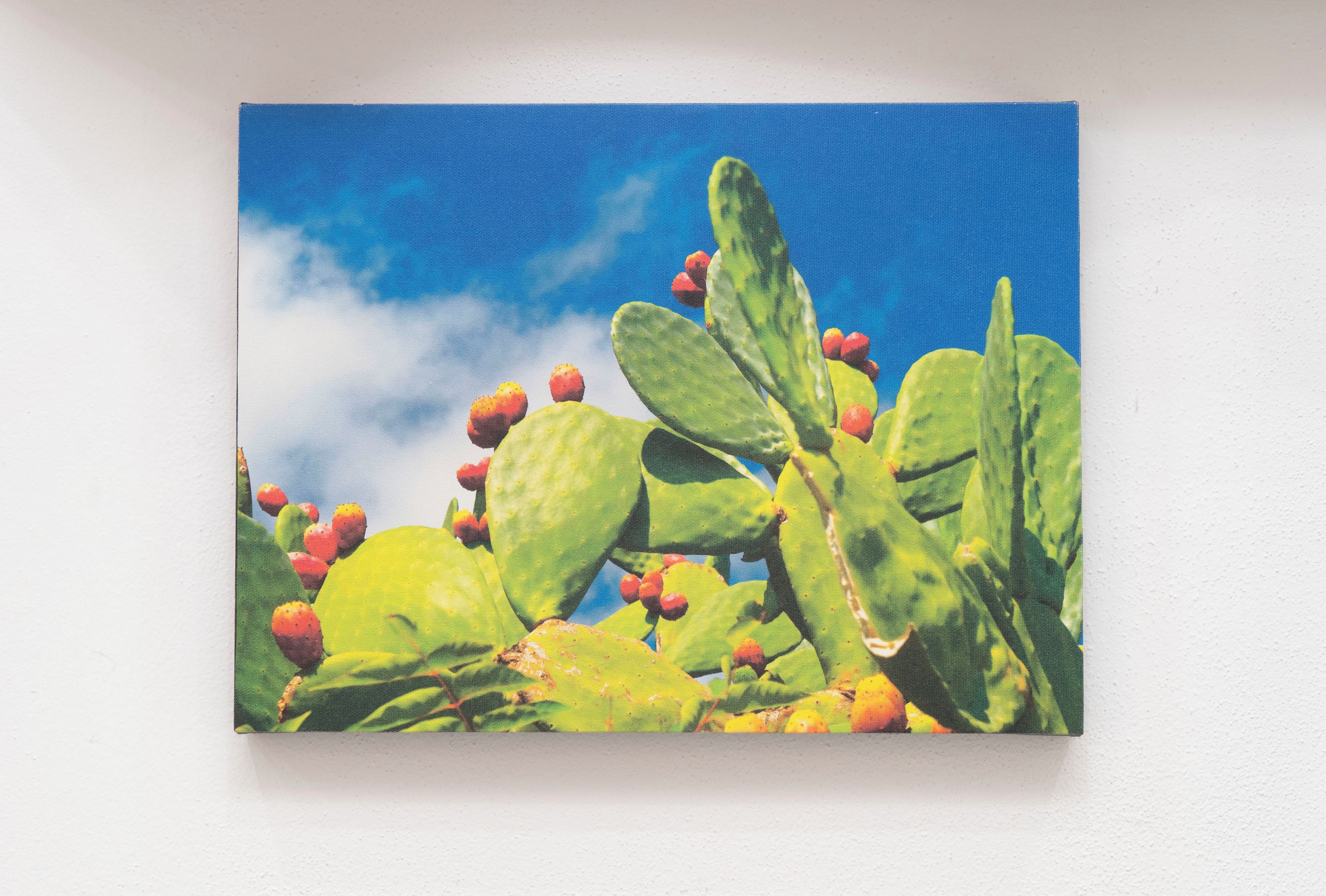 A cactus with green leaves and red fruits against a blue sky.