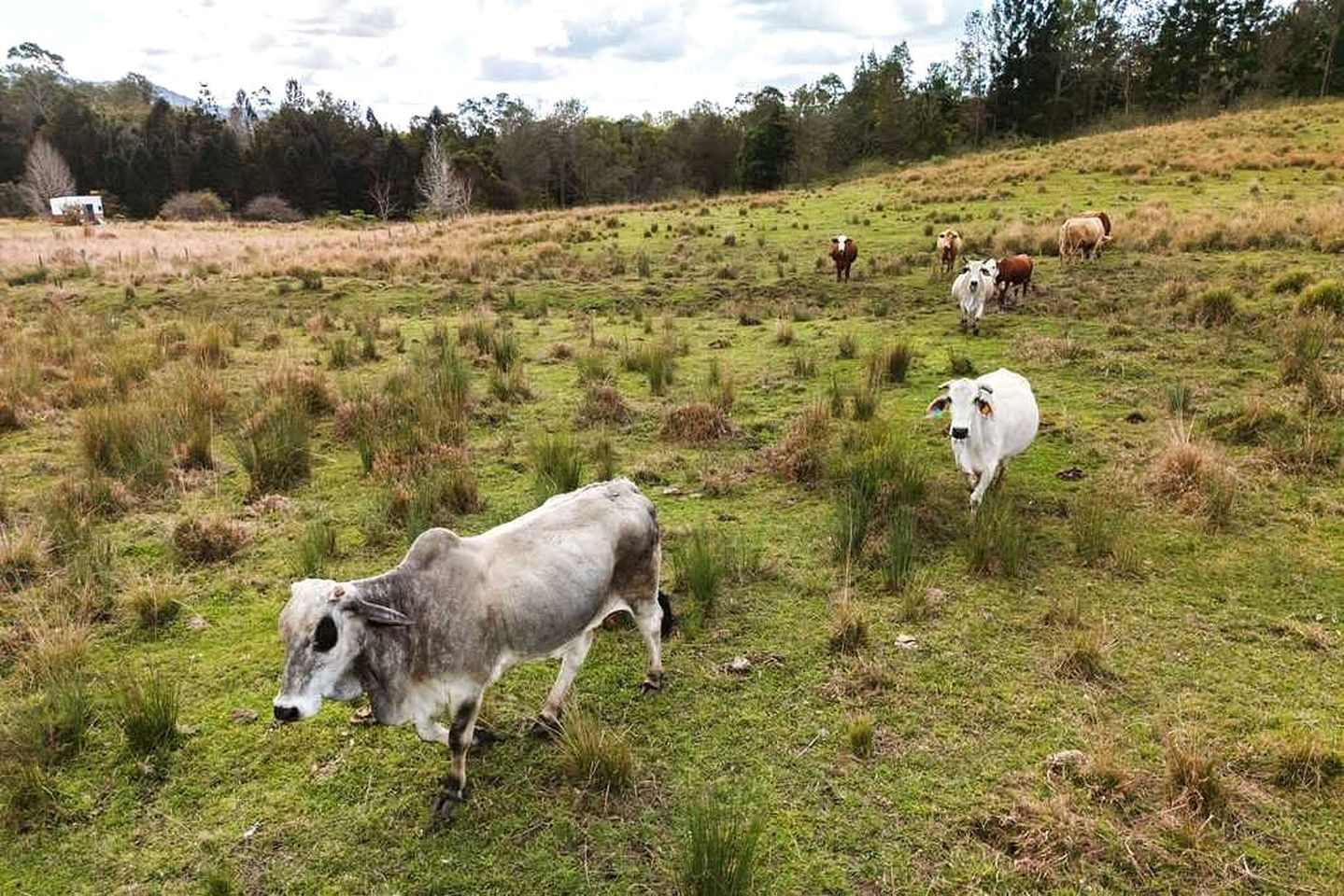 A grassy field with several cows grazing.