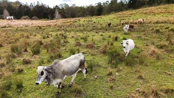 A grassy field with several cows grazing.