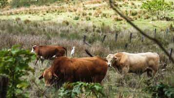 A rural landscape with cattle grazing.