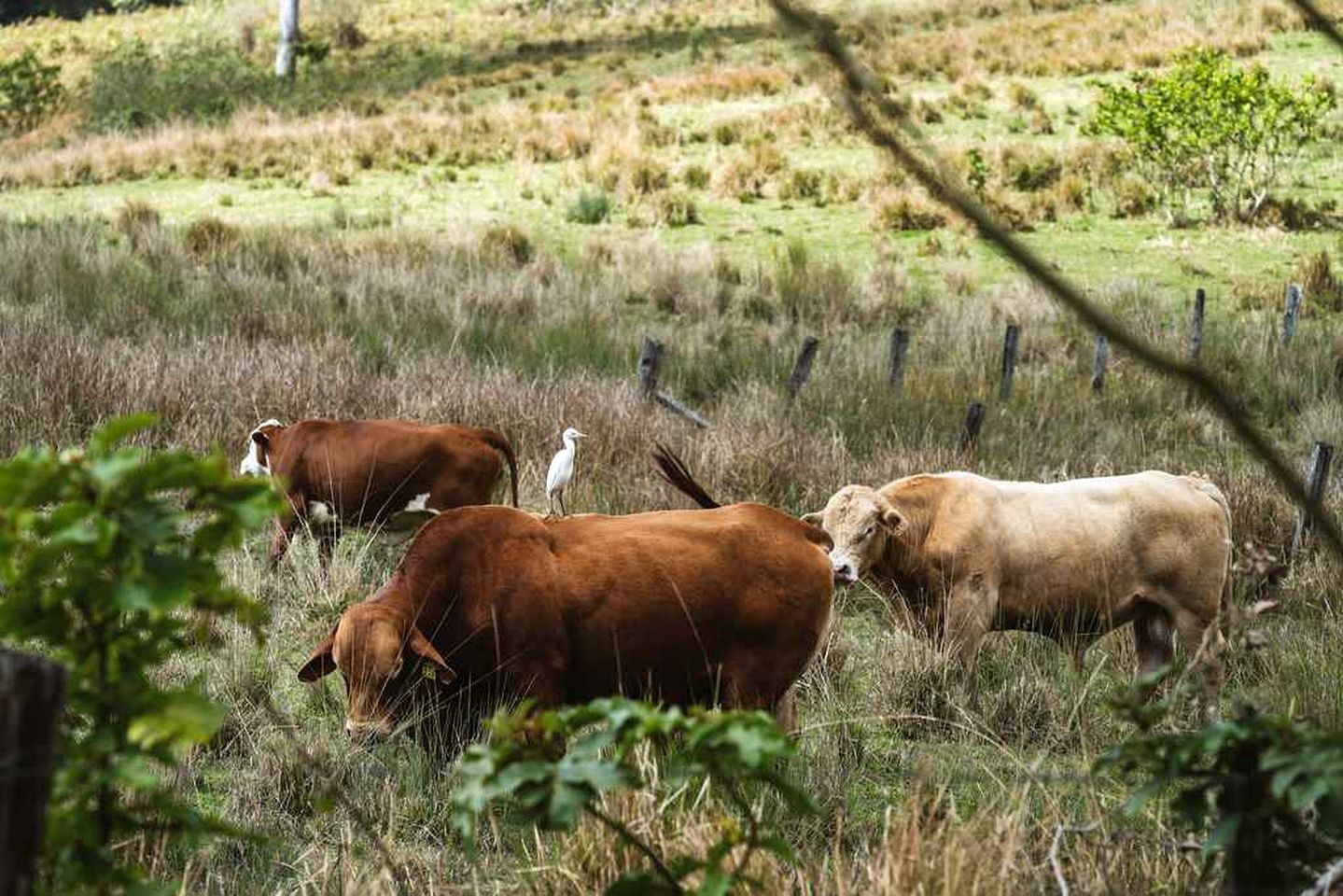 A rural landscape with cattle grazing.