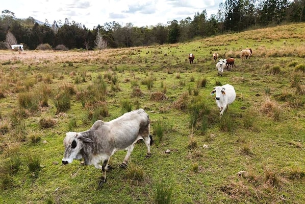 A grassy field with several cows grazing.