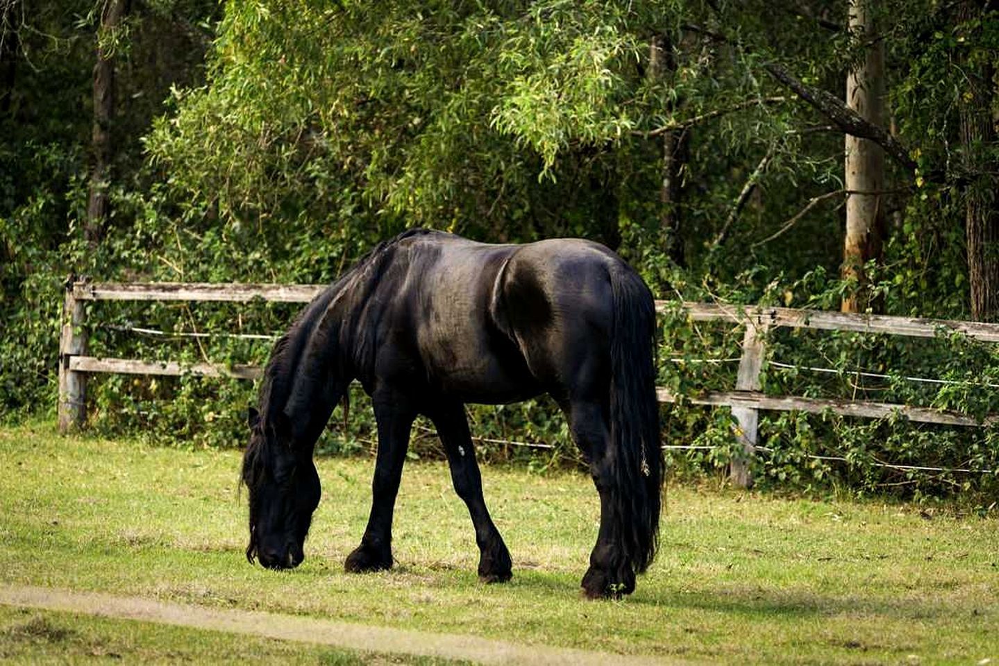 Un cheval broute dans un pré clôturé, avec des arbres en arrière-plan.