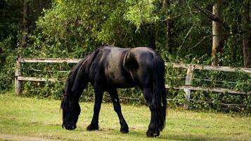 Un cheval broute dans un pré clôturé, avec des arbres en arrière-plan.