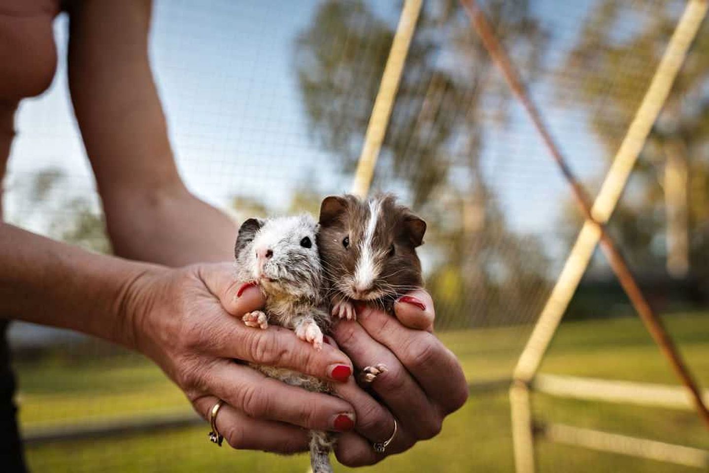 A person holding two small animals, possibly guinea pigs, with a blurred outdoor background.