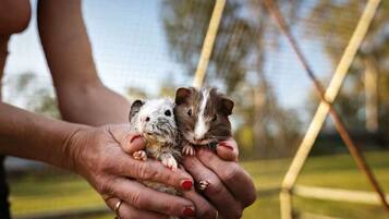 A person holding two small animals, possibly guinea pigs, with a blurred outdoor background.