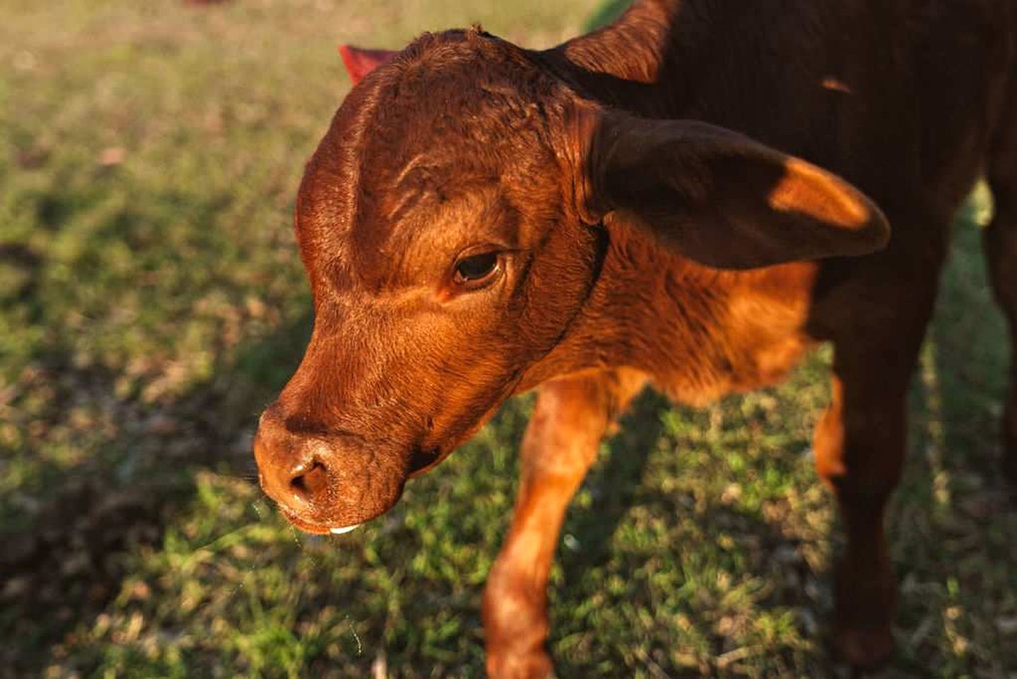 A close-up of a calf's head with a grassy background.