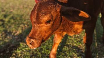 A close-up of a calf's head with a grassy background.