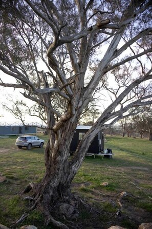 A large tree with a thick trunk and sprawling branches in a grassy area.