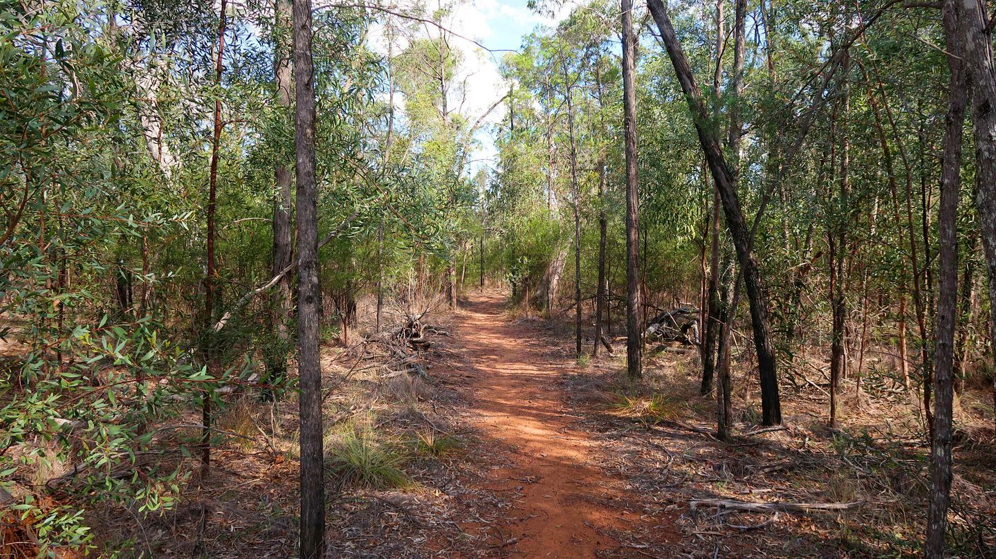 A forested dirt path surrounded by trees.