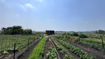A farm with rows of crops and a small building in the distance.