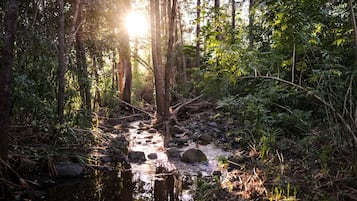 Un arroyo en el bosque con luz solar filtrándose entre los árboles.