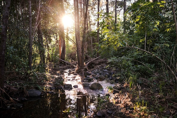 A forest stream with sunlight filtering through the trees.