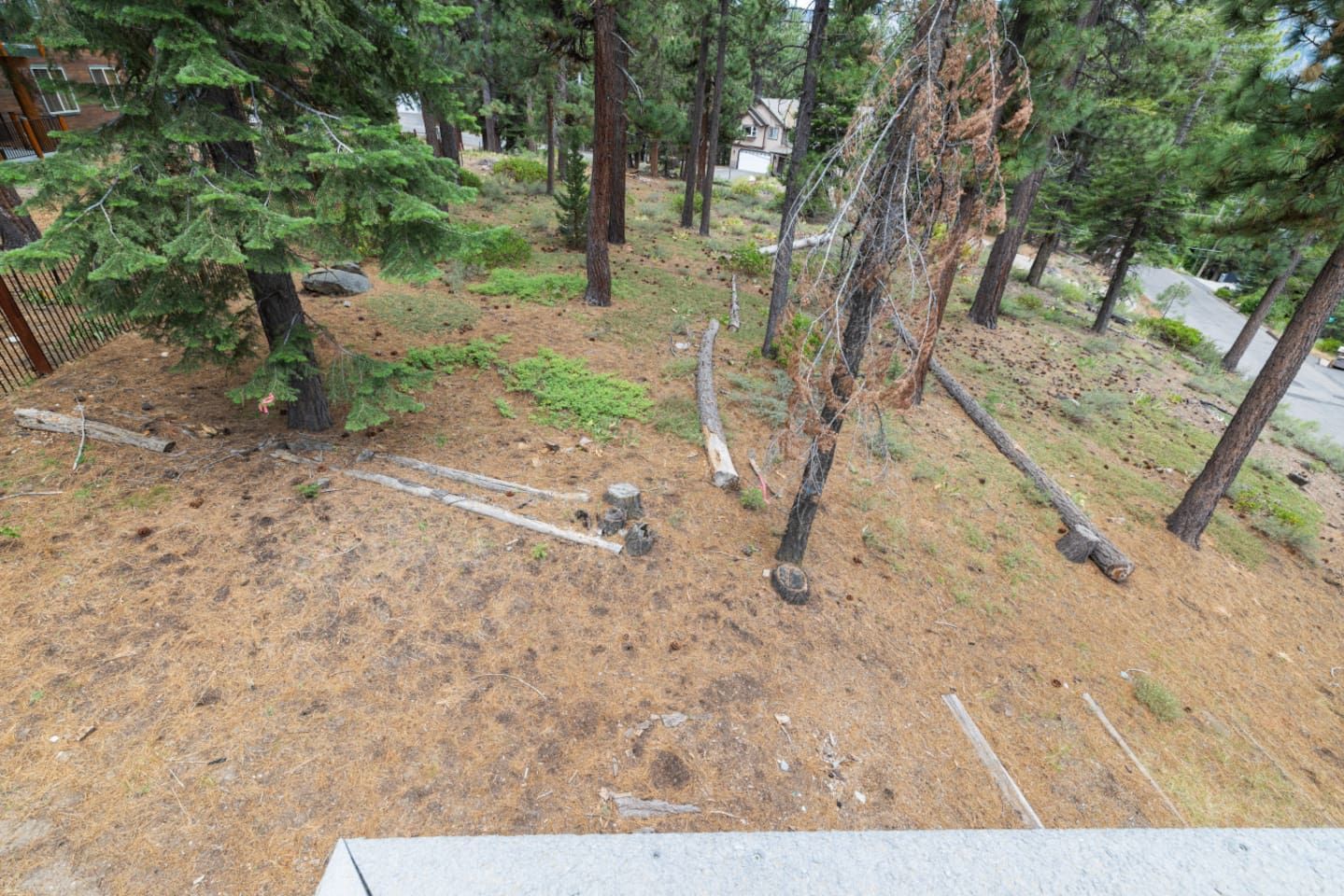 A forested area with trees, a dirt ground, and a fence.