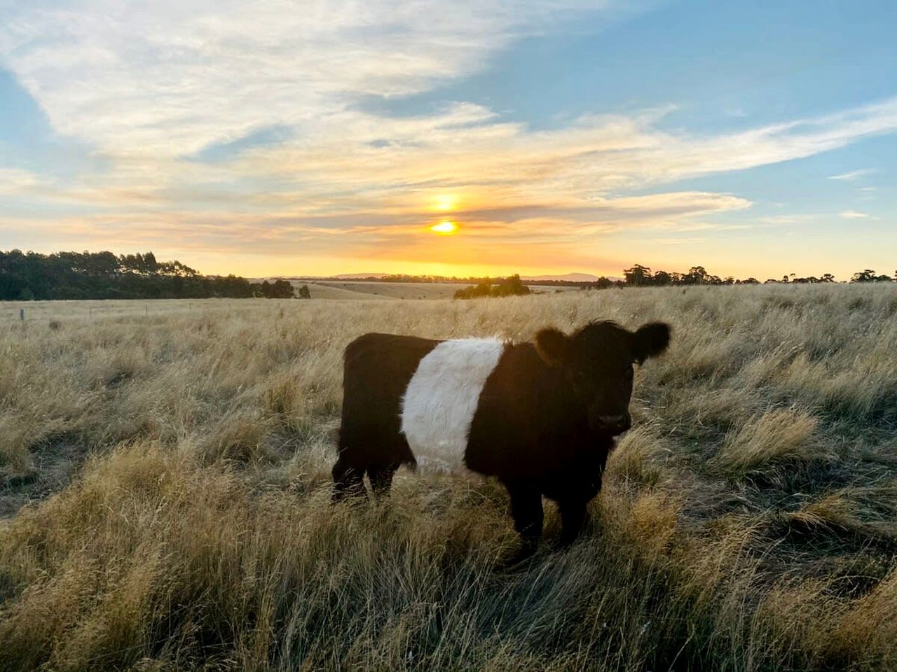 A cow in a field with a sunset in the background.
