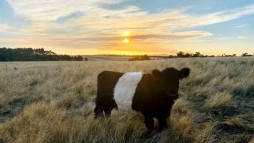 A cow in a field with a sunset in the background.