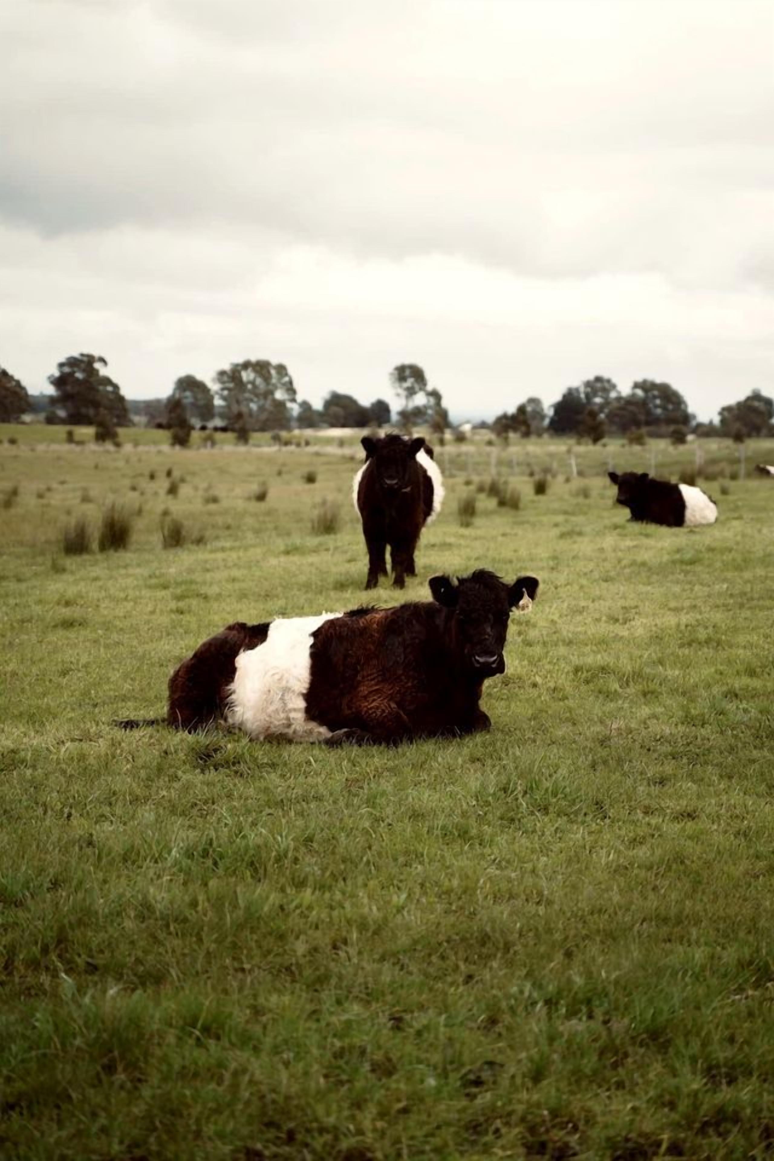A grassy field with cows.