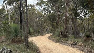 A dirt path surrounded by trees and shrubs.