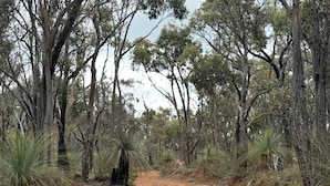 A dirt road flanked by trees and shrubs, leading into a forested area. - Off-Grid Tiny House with Cozy Firepit Retreat in Steiglitz, Australia (Steiglitz)