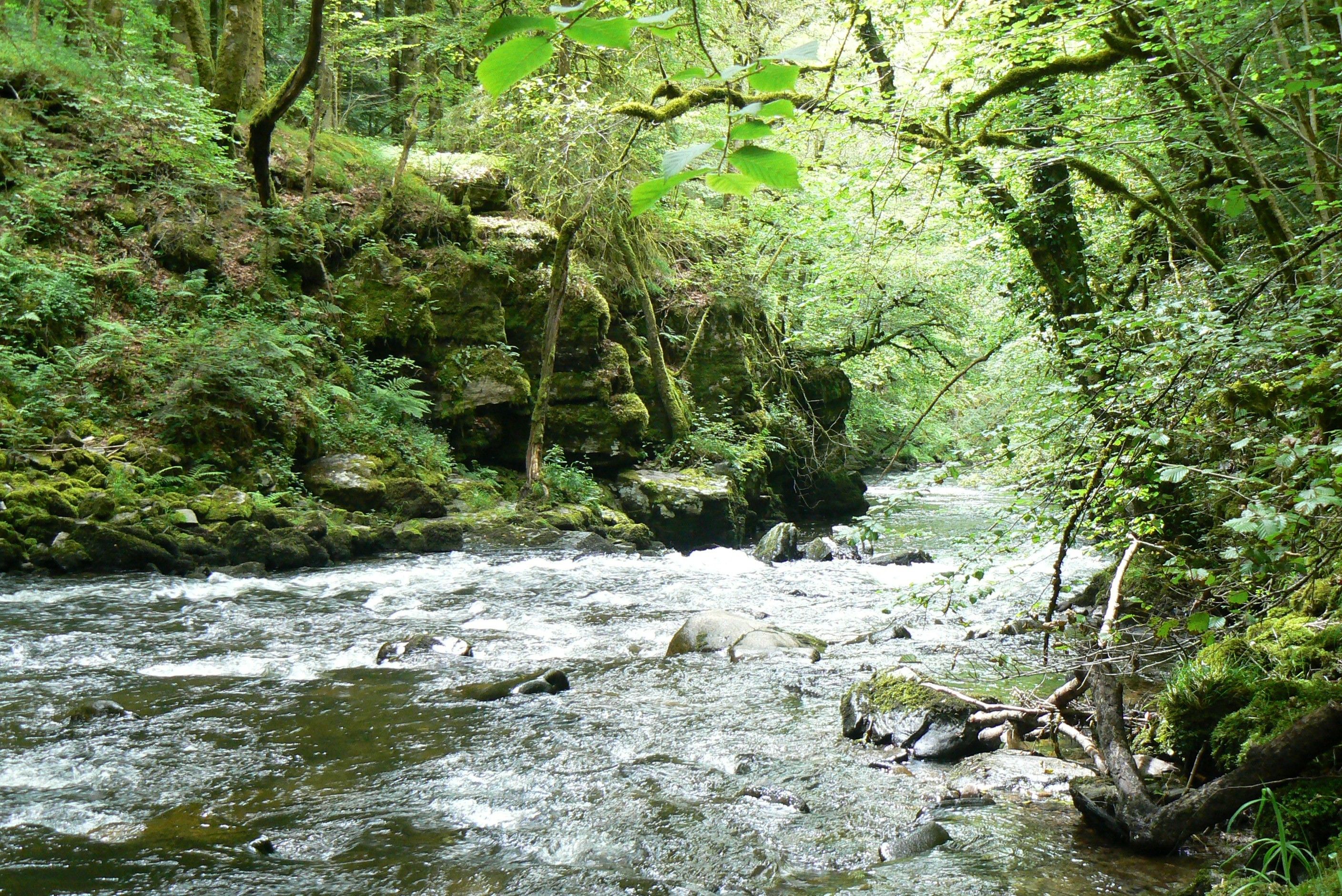 Ein Fluss fließt durch eine bewaldete Landschaft mit Felsen und viel Grün.