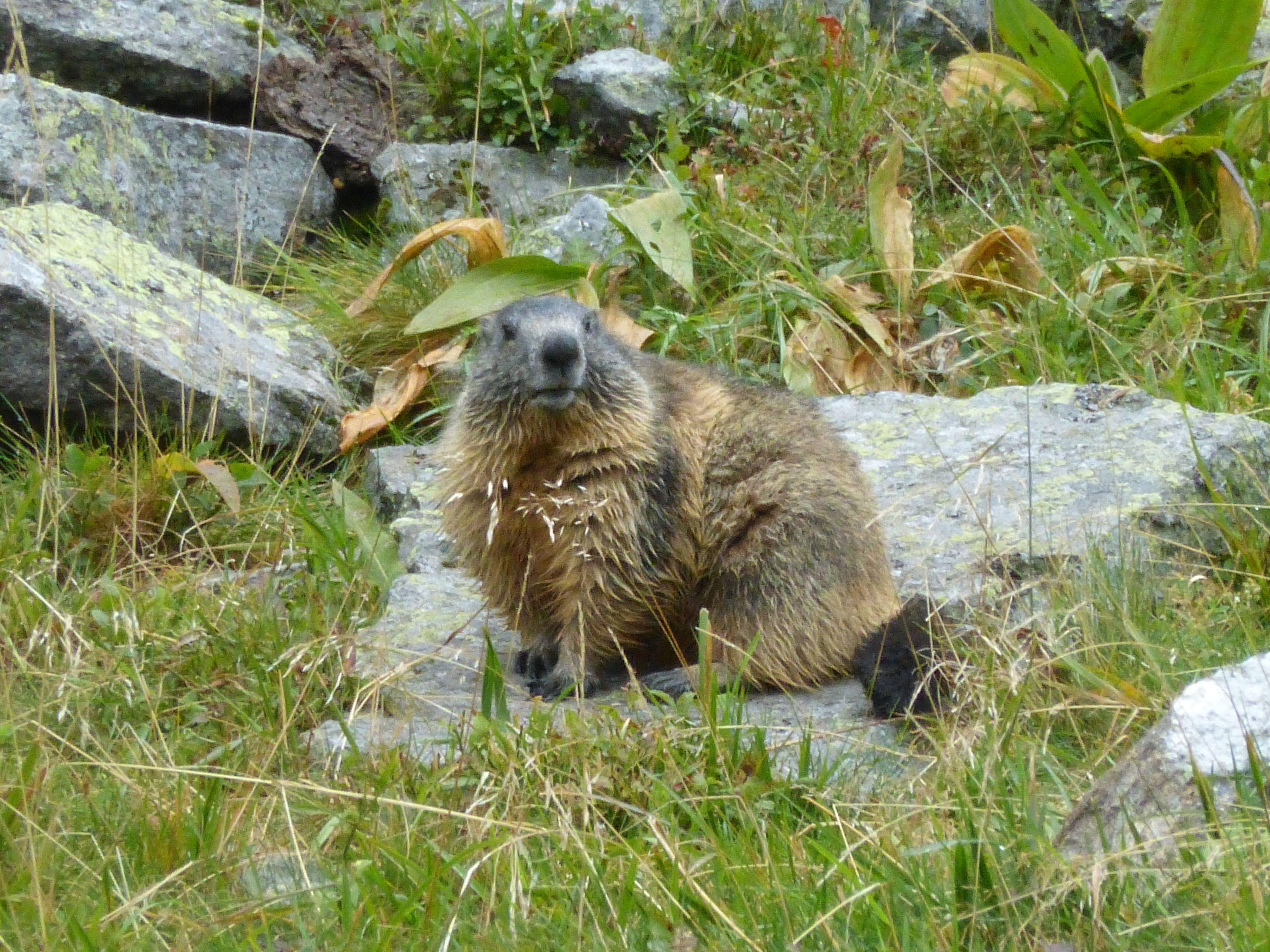 A marmot sitting on rocks surrounded by grass and leaves.