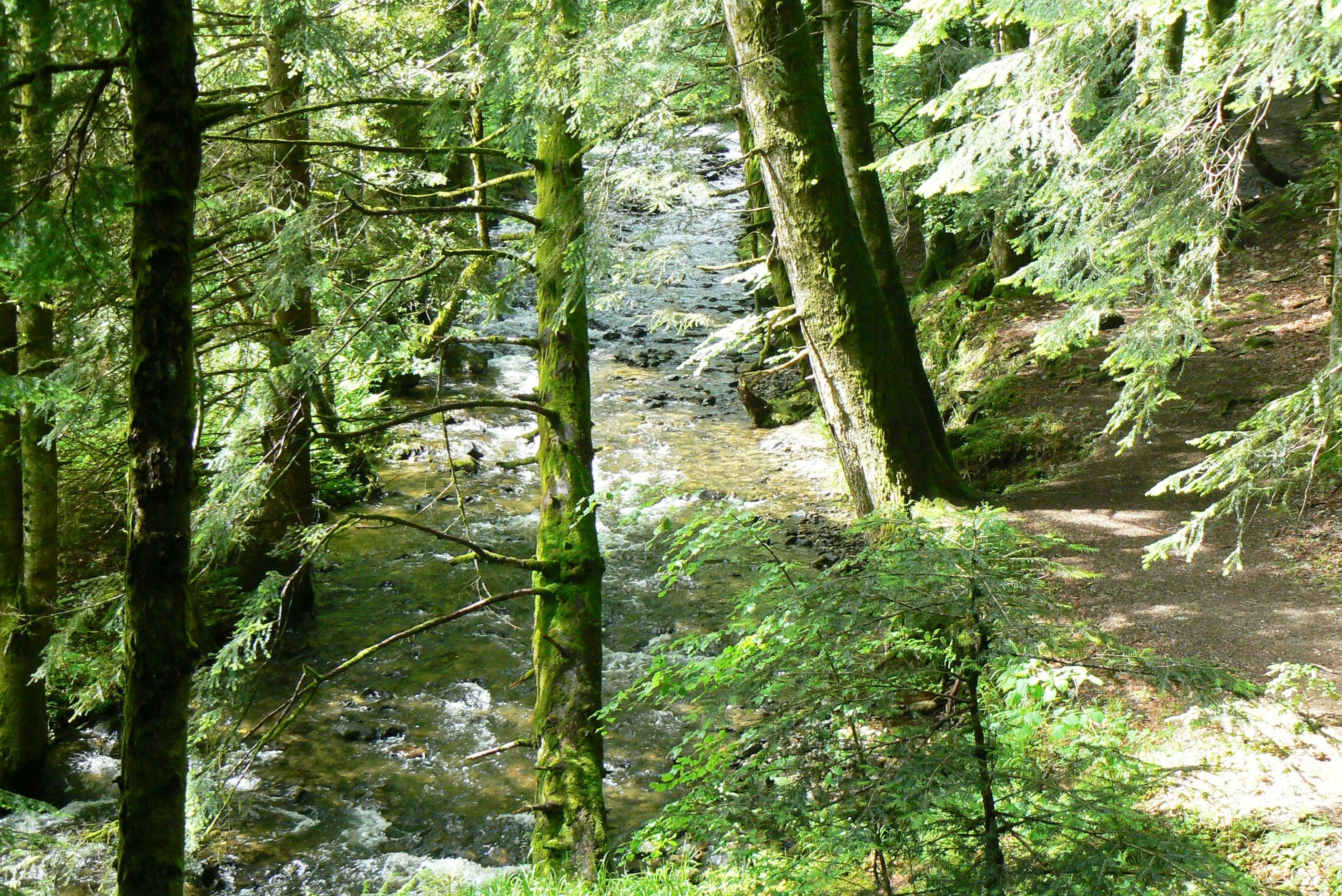 Une zone boisée avec un ruisseau, des arbres et un sentier de terre.