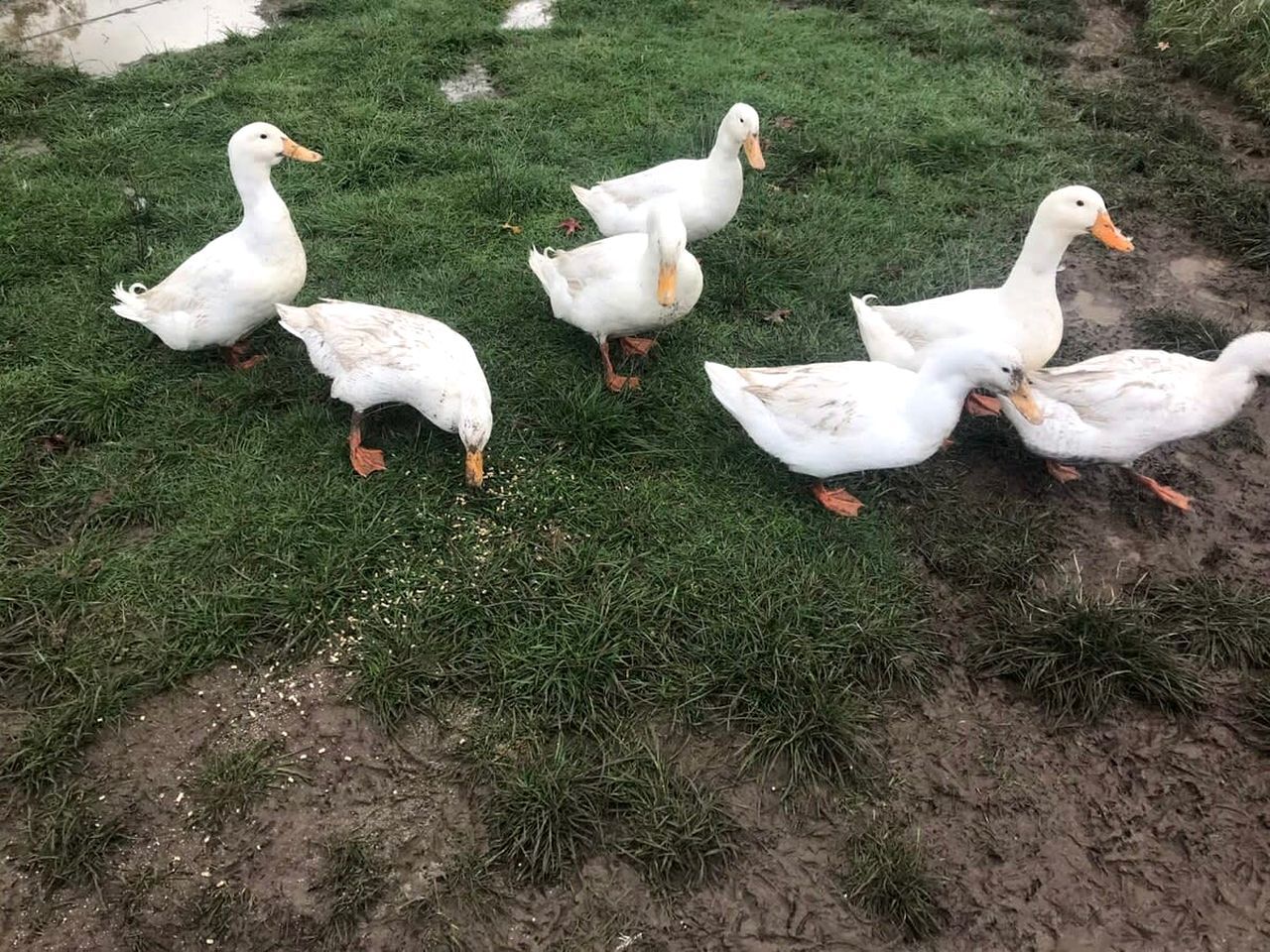 A group of white ducks on a grassy area with a muddy path.