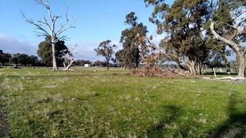 A grassy field with trees and a clear sky.