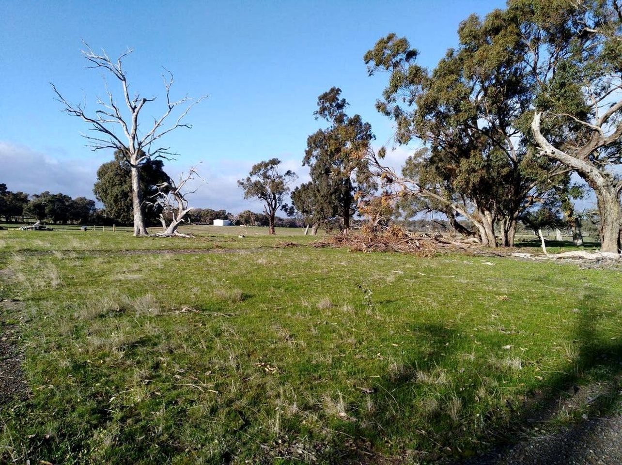 Un champ verdoyant, parsemé d’arbres, sous un ciel dégagé.
