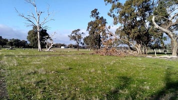 Un champ verdoyant, parsemé d’arbres, sous un ciel dégagé.