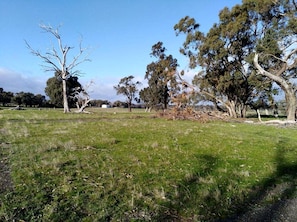 A grassy field with trees and a clear sky.