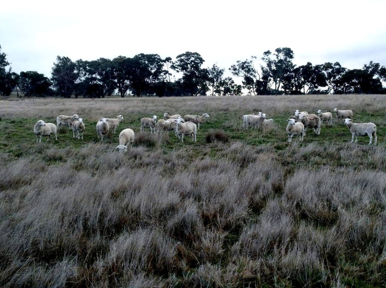 A field with a herd of sheep grazing.