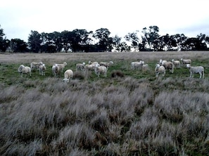A field with a herd of sheep grazing.
