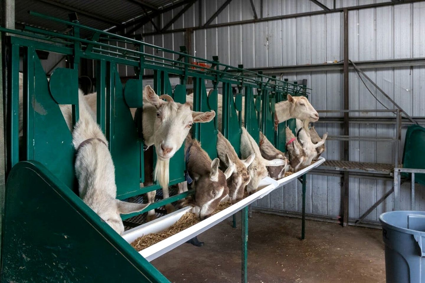 Una fila de cabras en un comedero dentro de una estructura metálica.