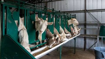 Una fila de cabras en un comedero dentro de una estructura metálica.